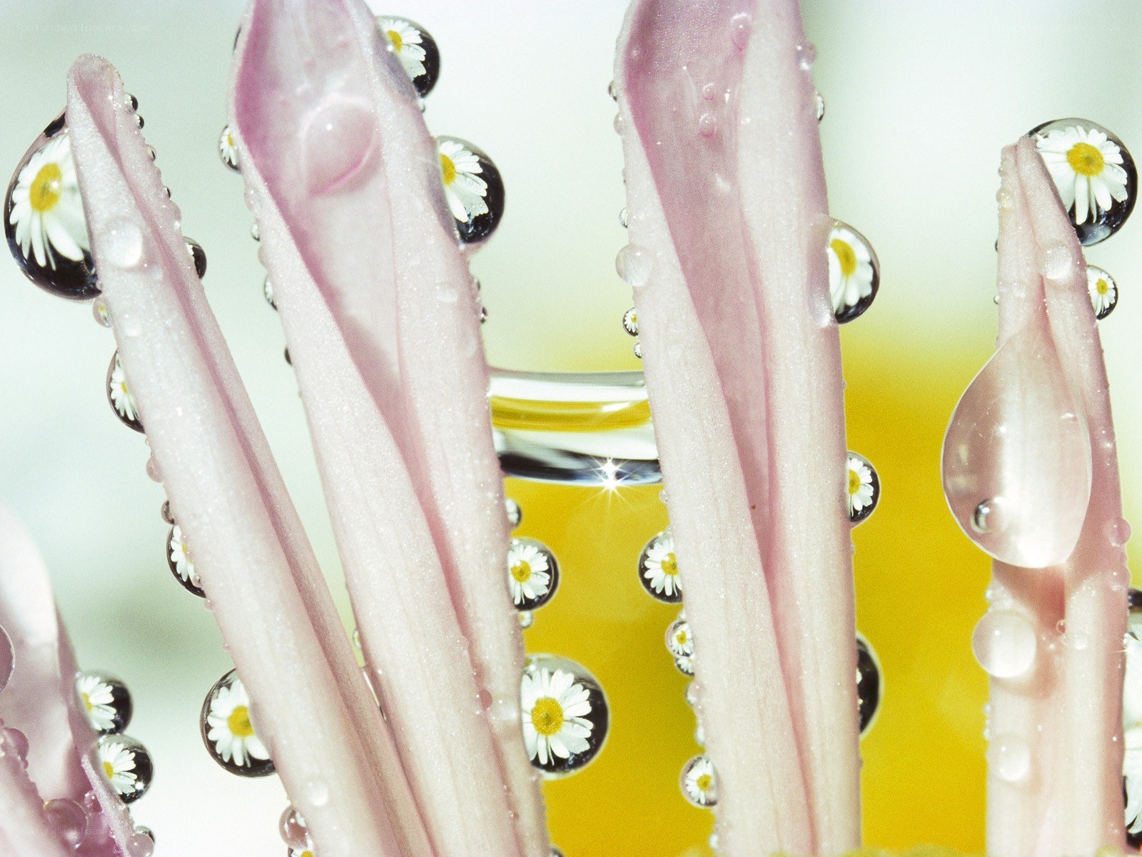 daisy petals with water droplets