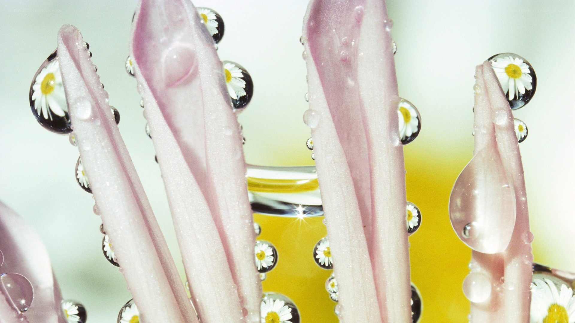Daisy petals with water droplets