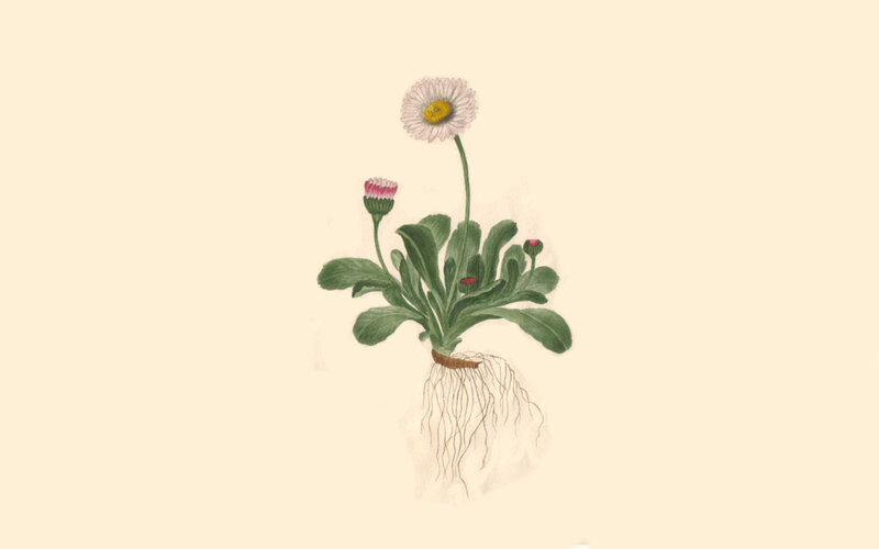 daisy plant illustration