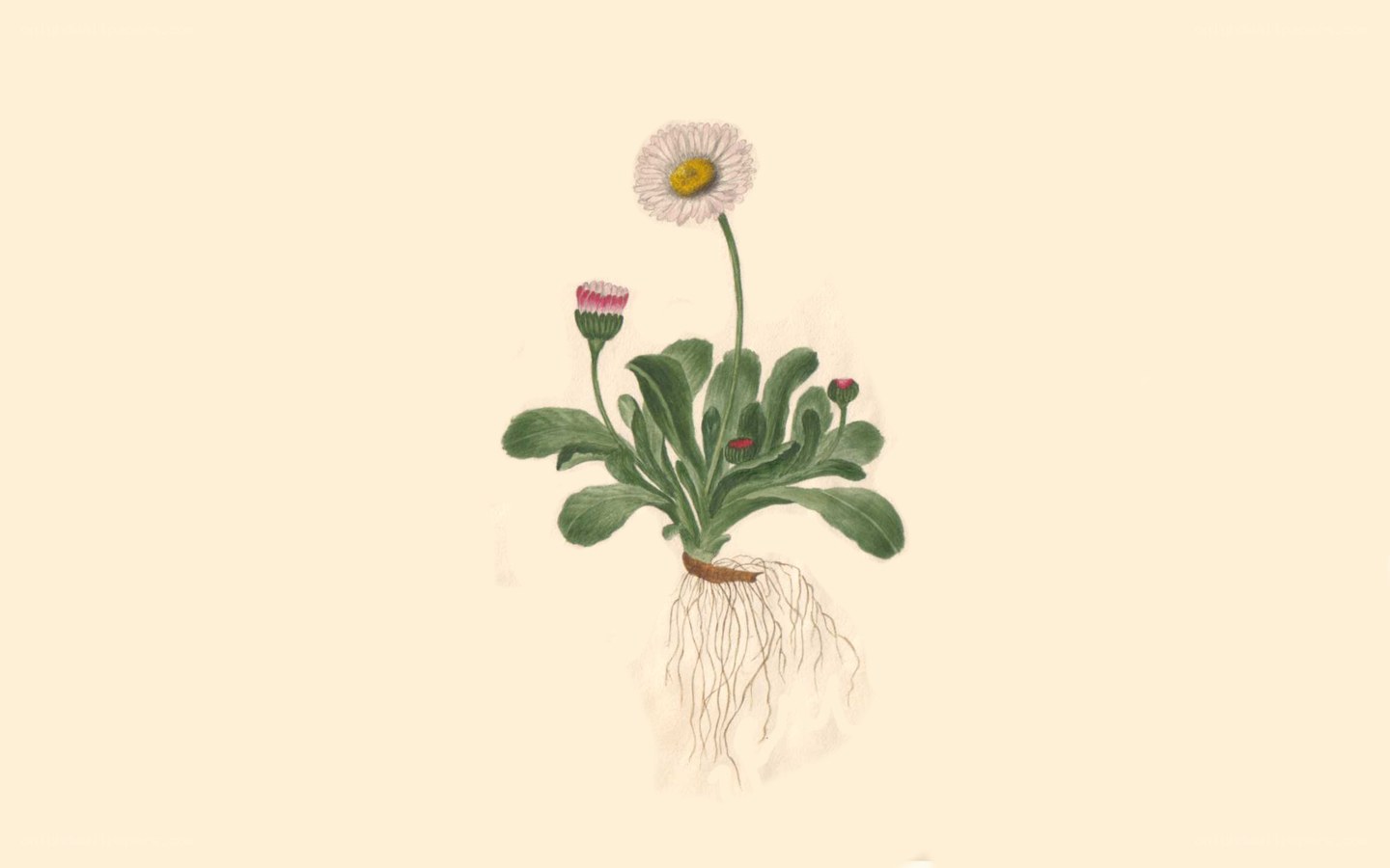 daisy plant illustration