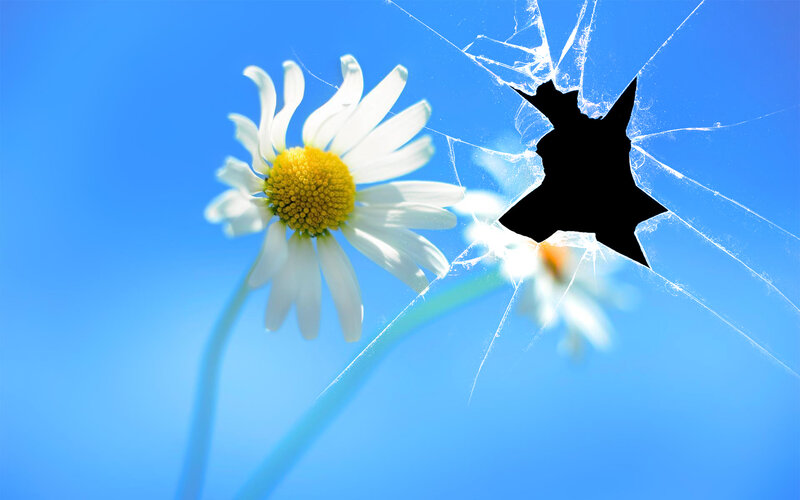 Daisy Through Broken Glass