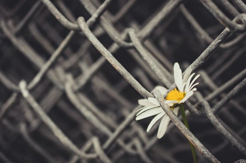 Daisy Through Fence