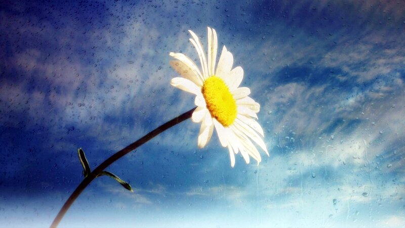 Daisy Through Rain-streaked Glass