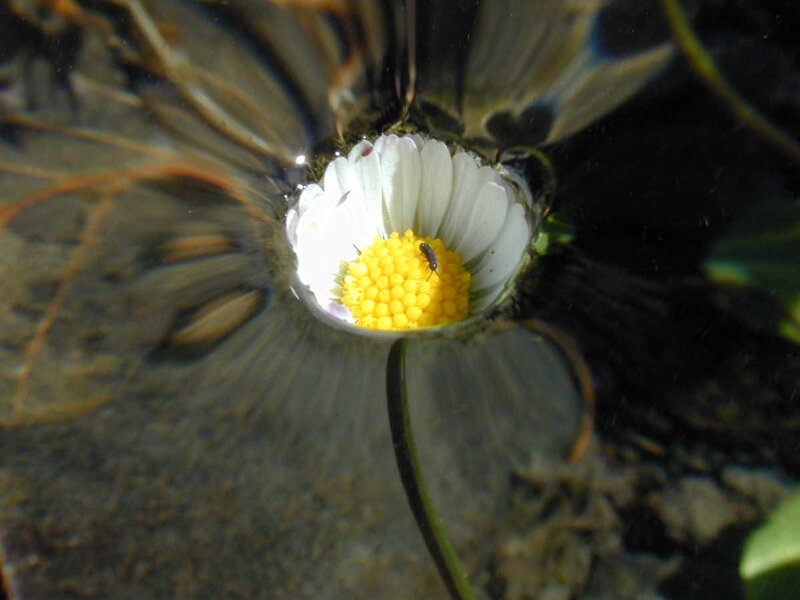 Daisy underwater with insect