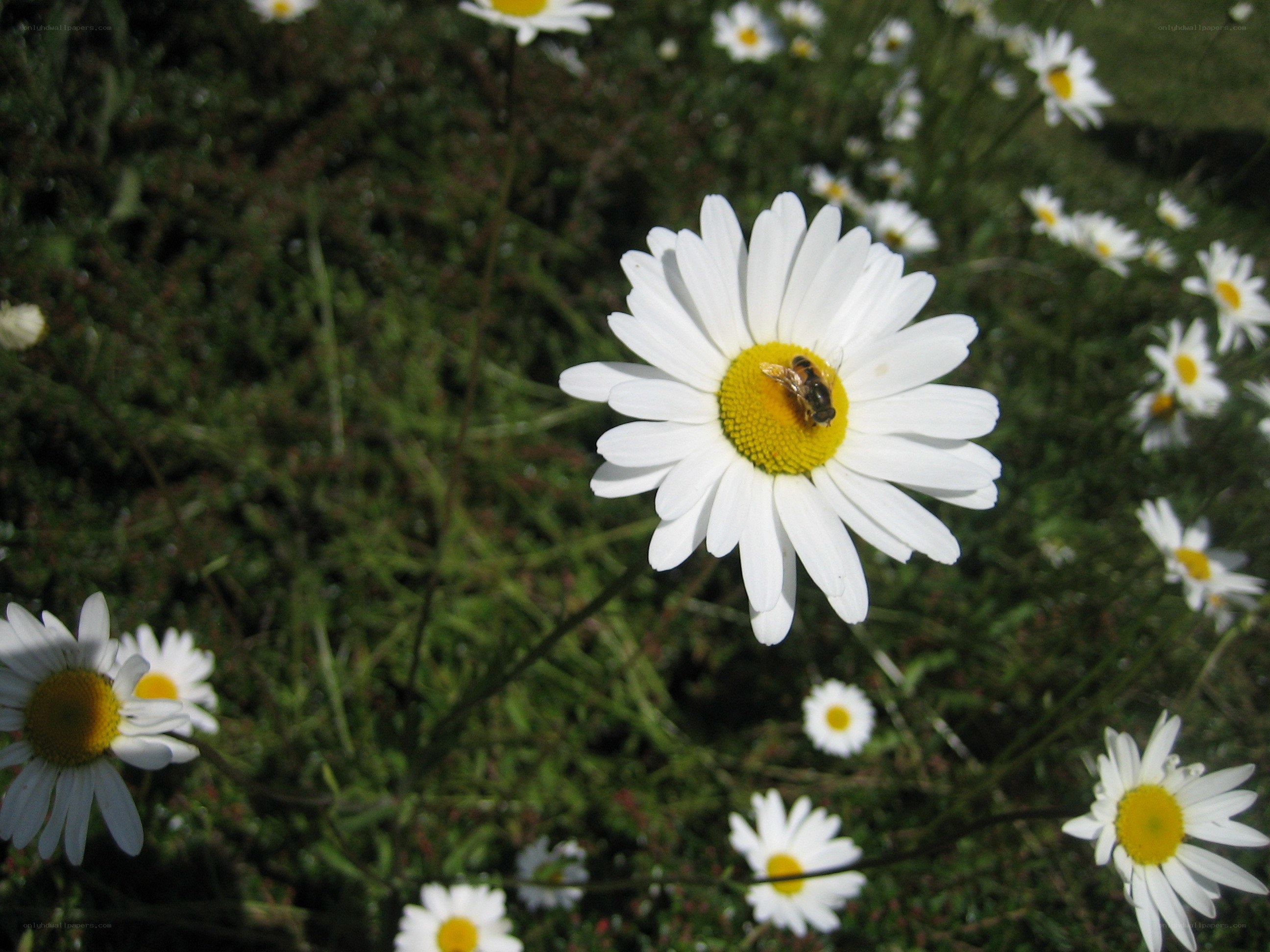 Daisy with bee in field