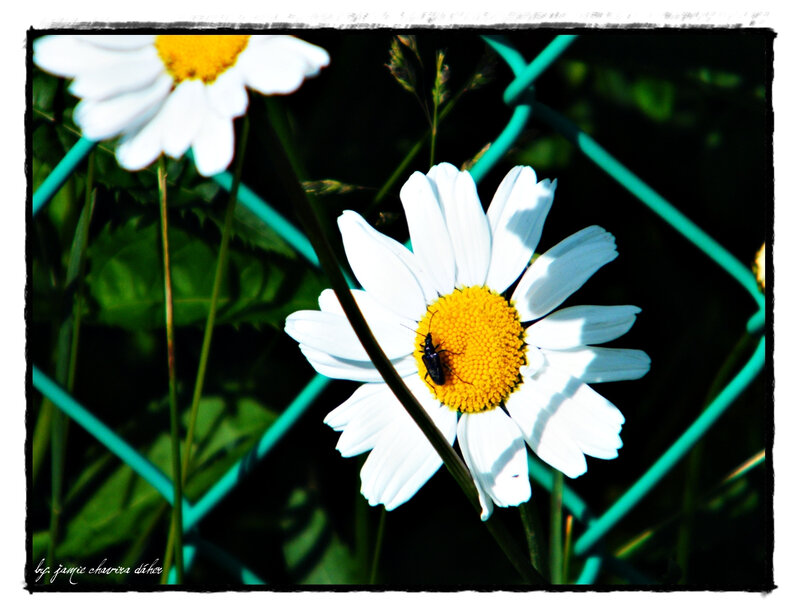 daisy with beetle on flower