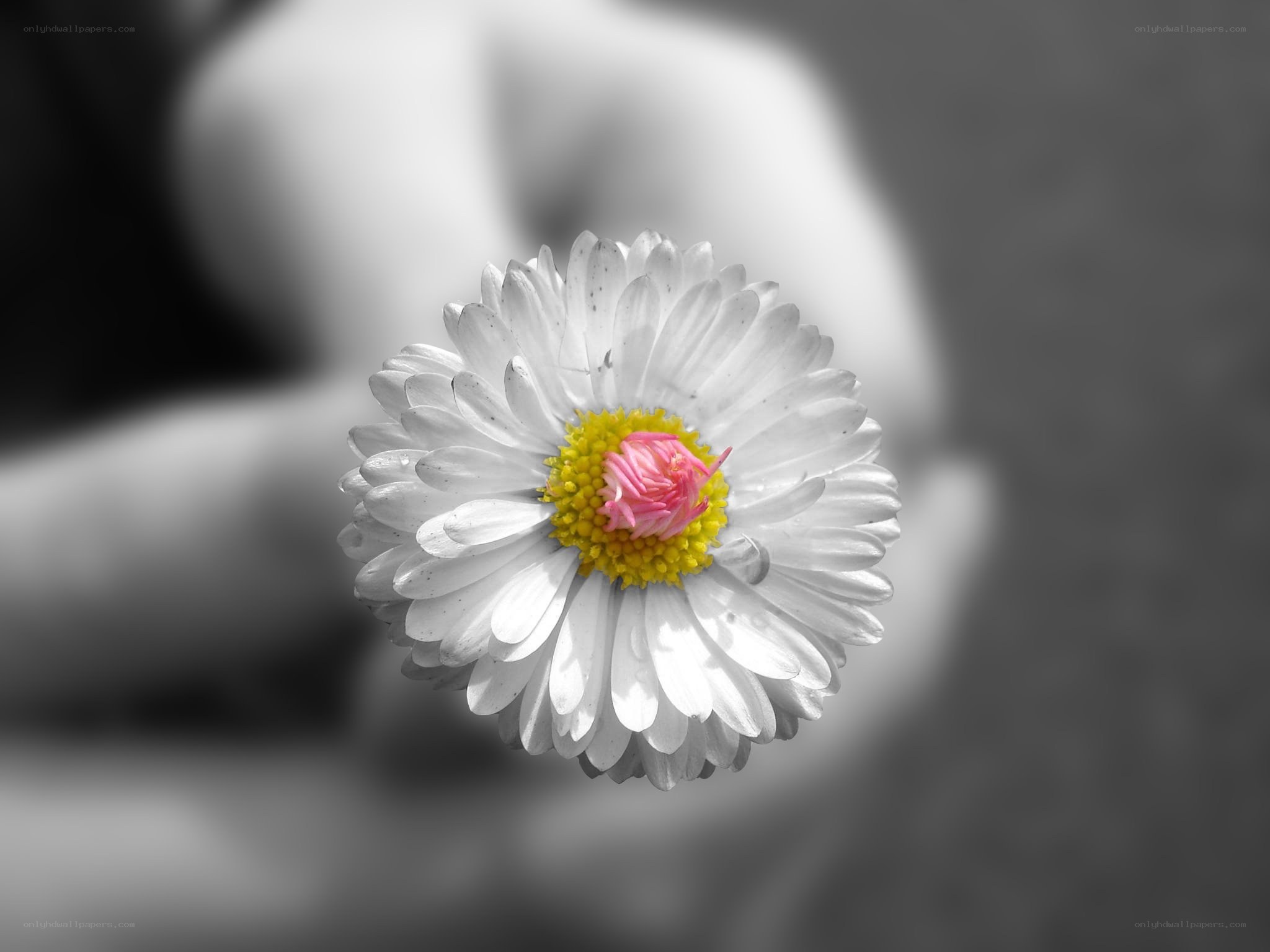 daisy with colored center