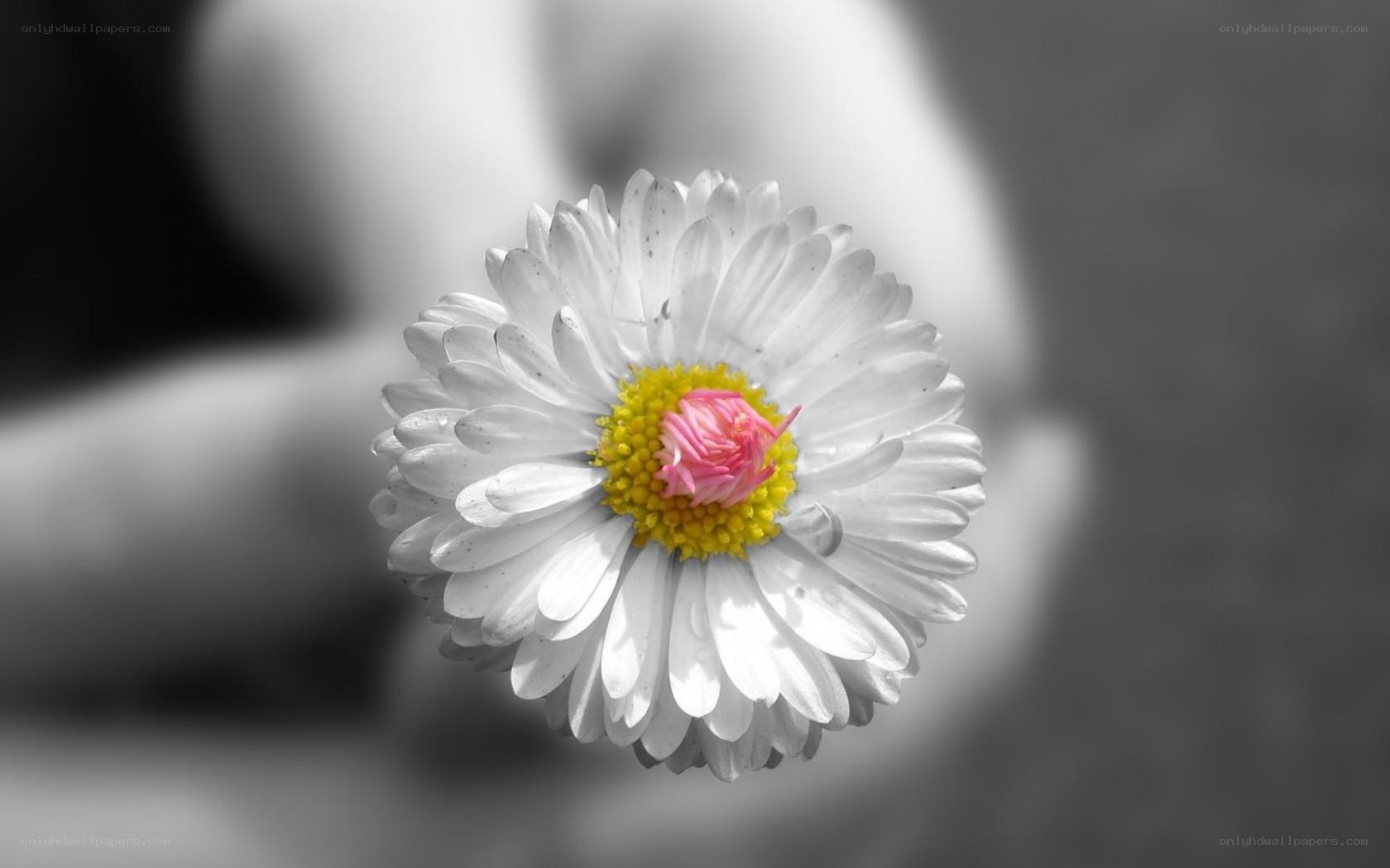 daisy with colorful center
