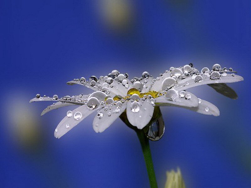 Daisy with dew drops