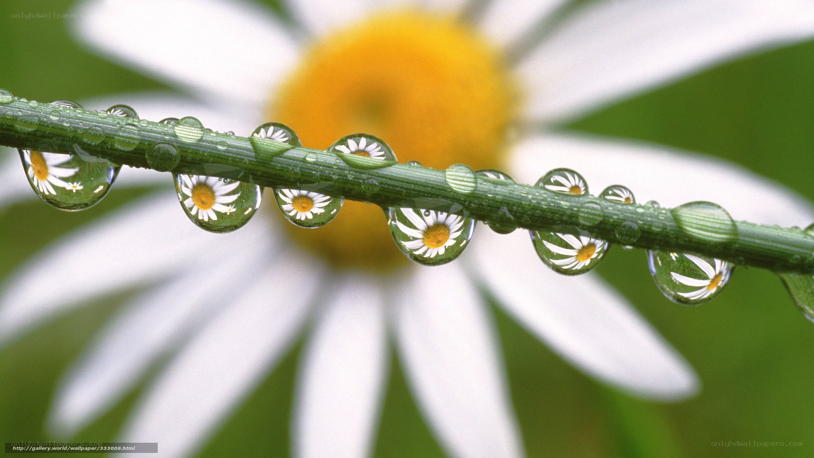 Daisy with dew drops