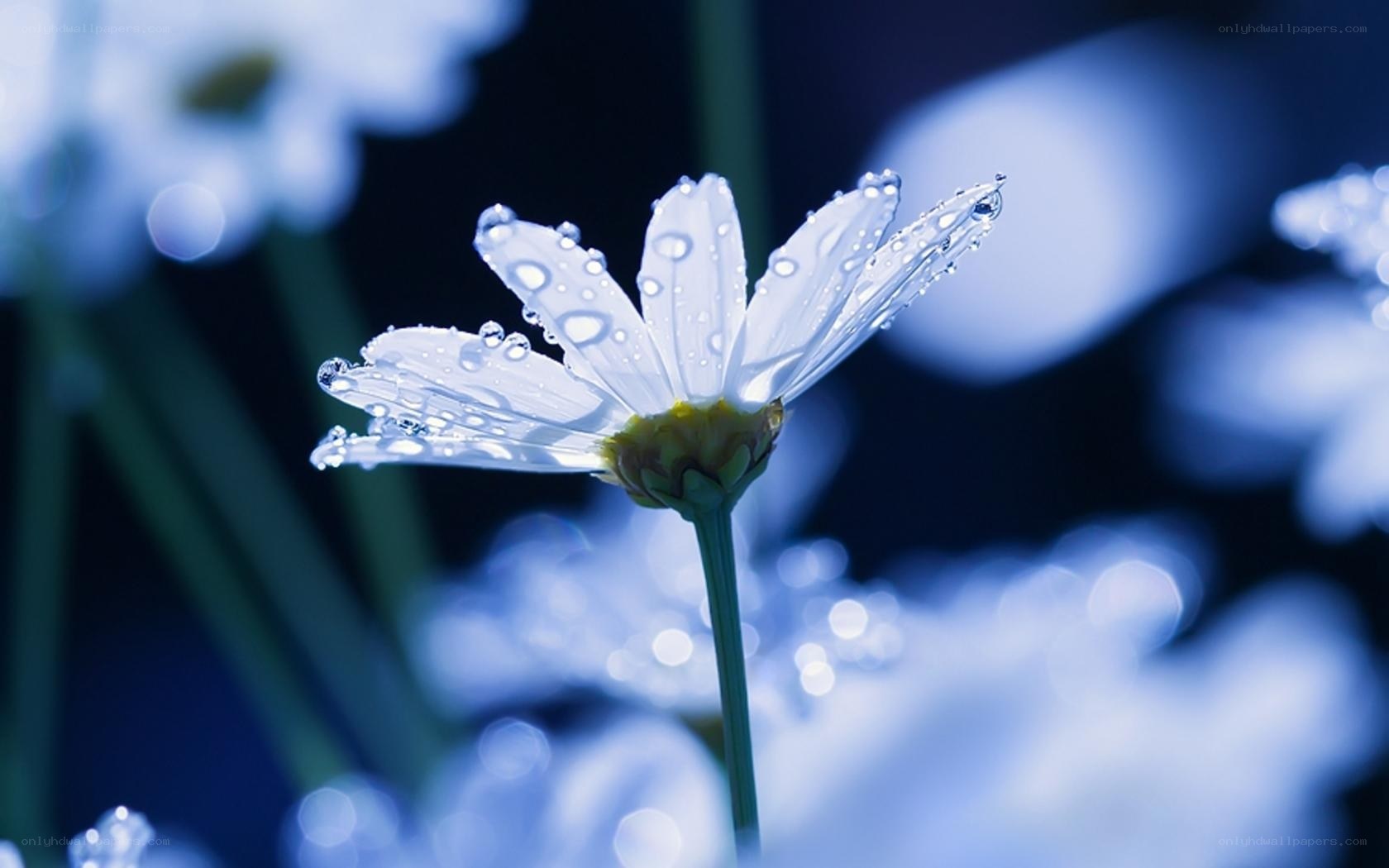 Daisy with dew drops
