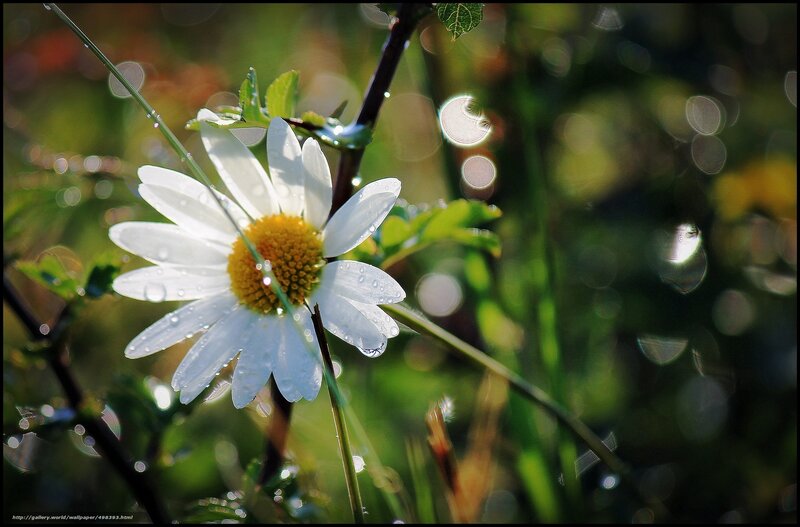 Daisy with dew drops
