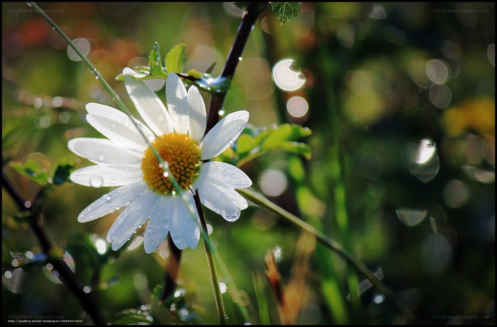 Daisy with dew drops