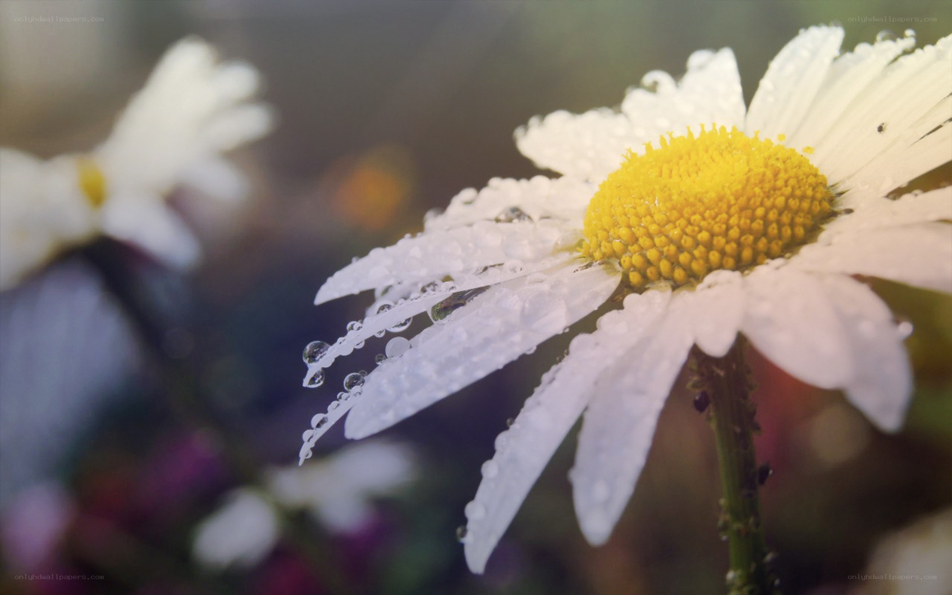 daisy with dew drops