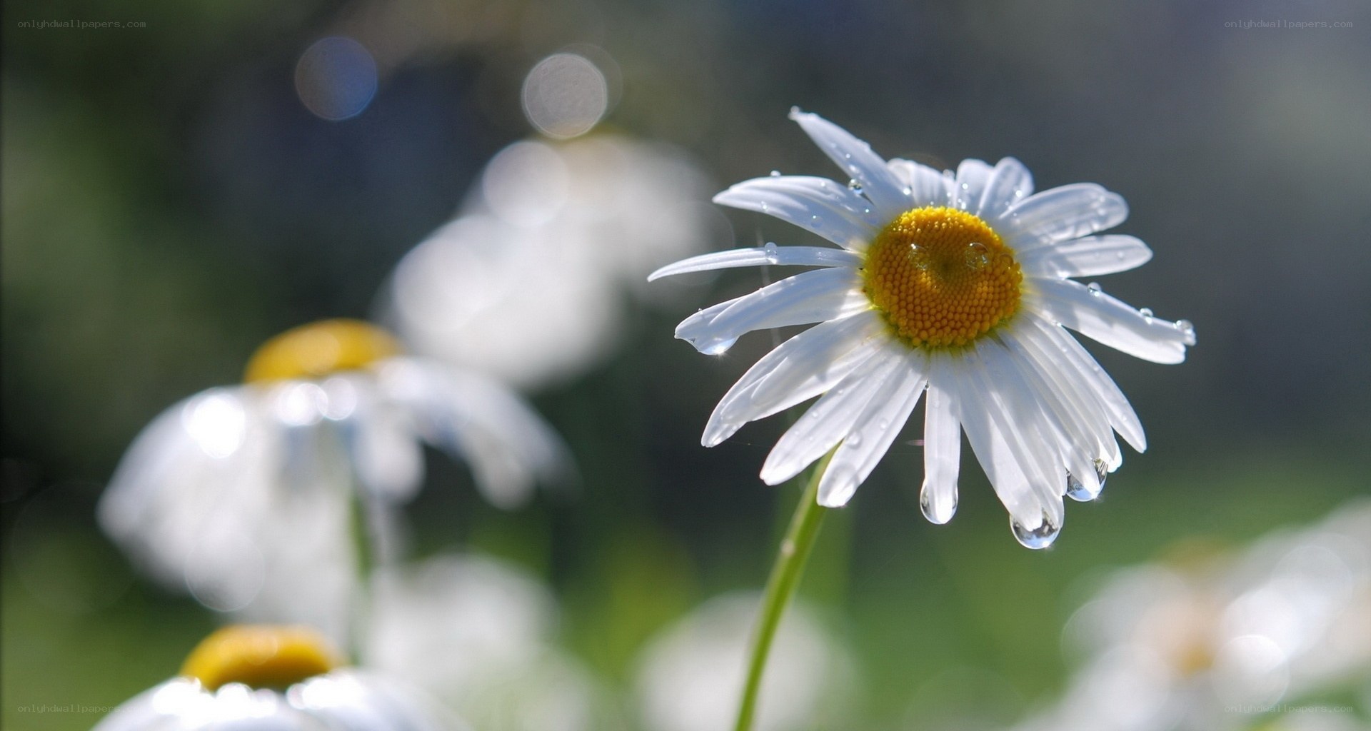 Daisy with dew drops