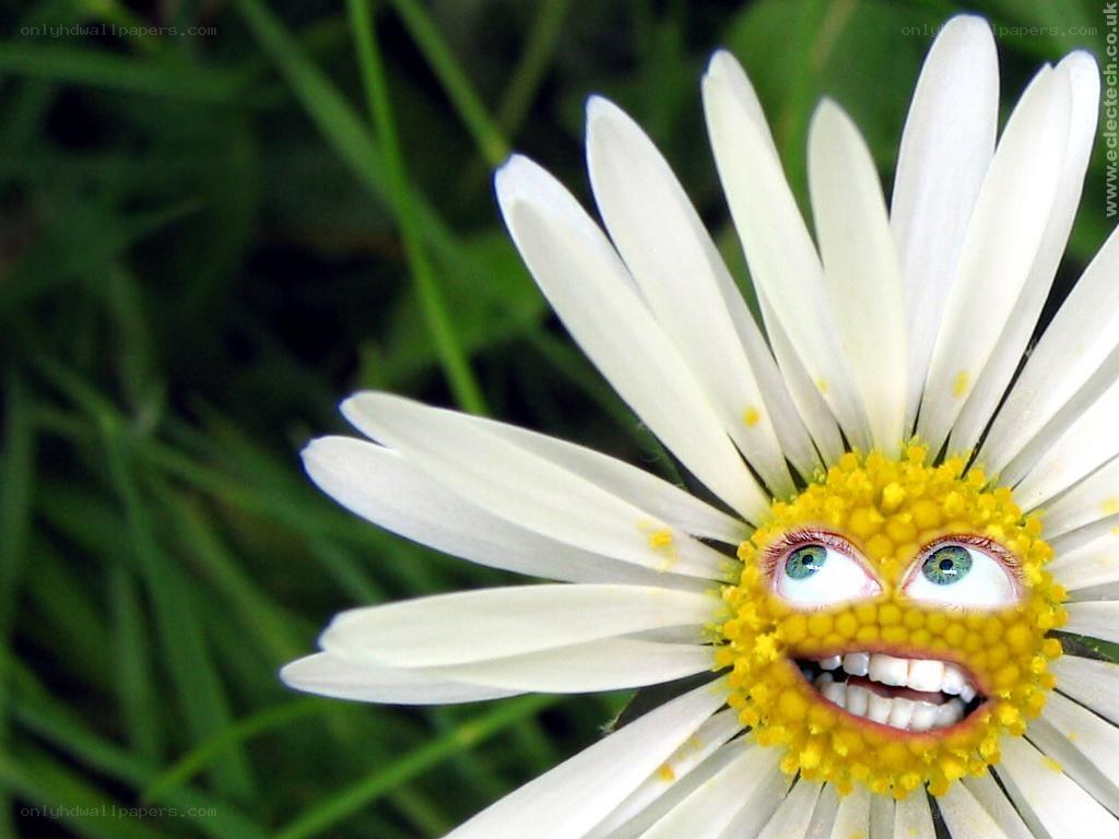 daisy with face