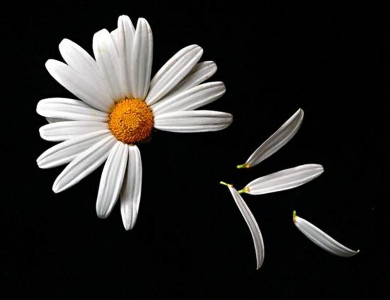 daisy with falling petals
