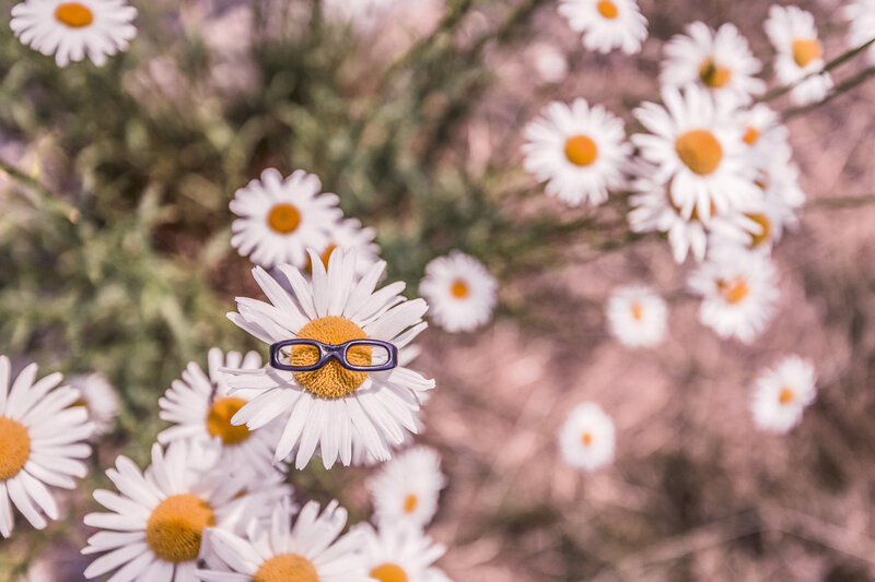 daisy with glasses