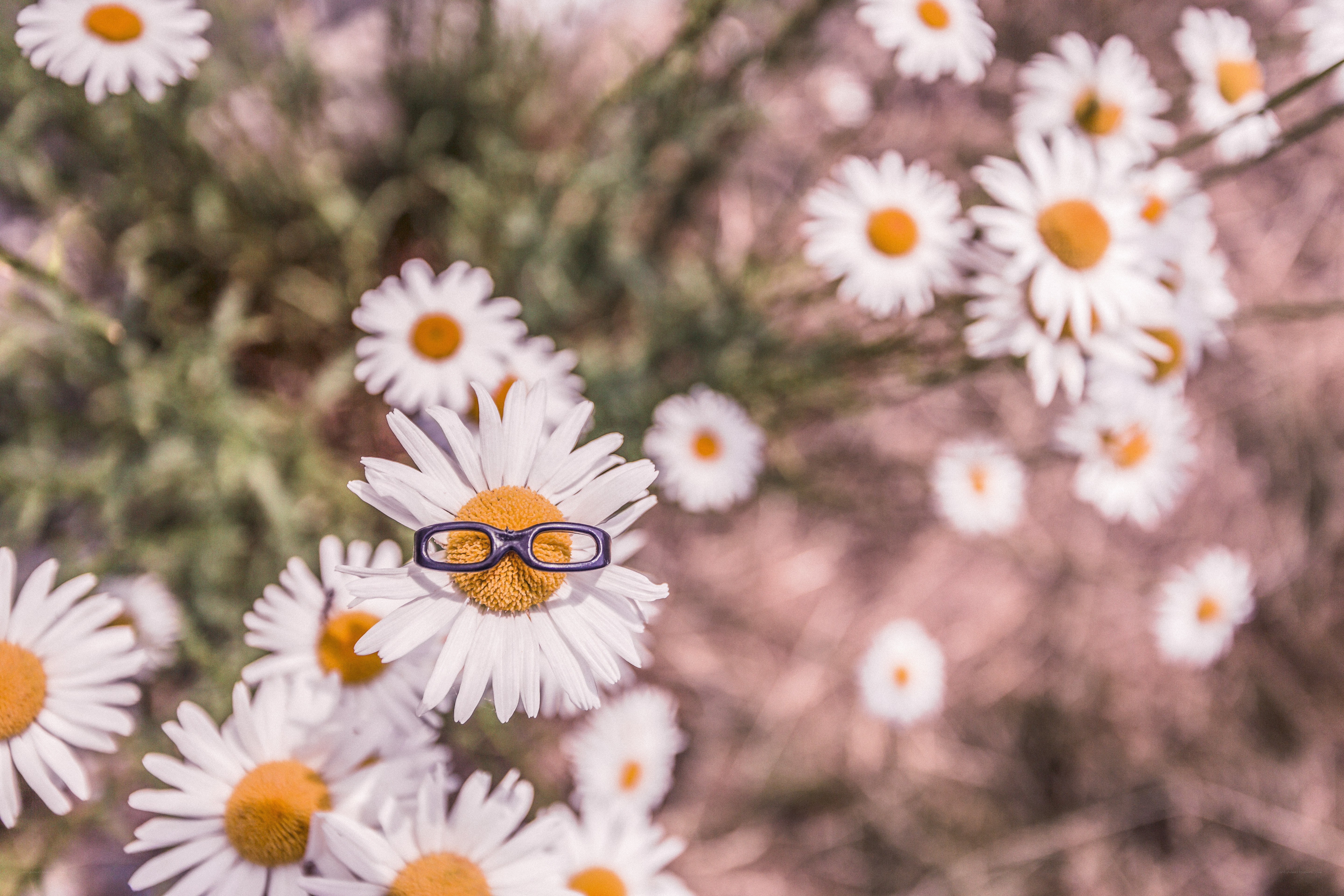daisy with glasses