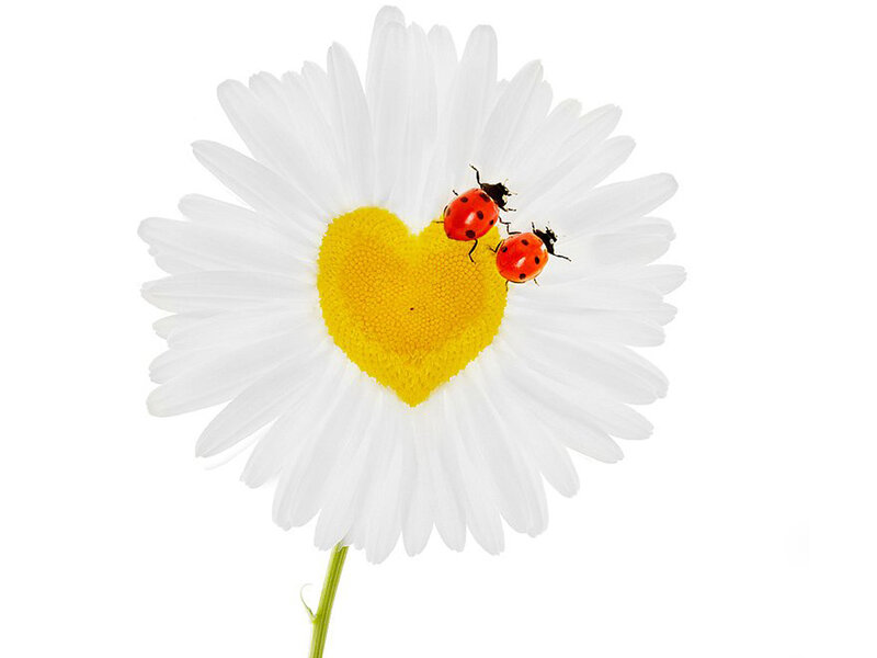Daisy with Heart Center