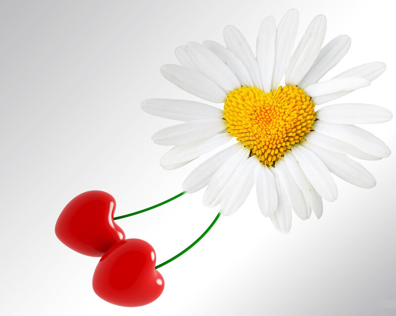 Daisy with Heart Cherries — White