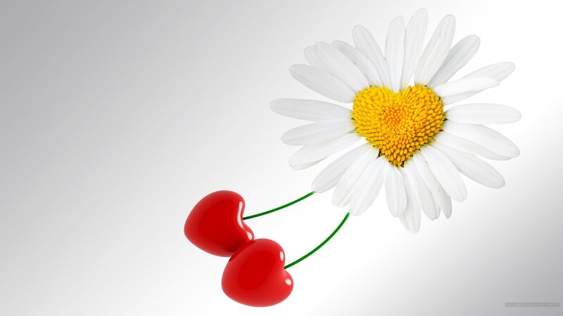 Daisy with Heart-shaped Center — White, Serene