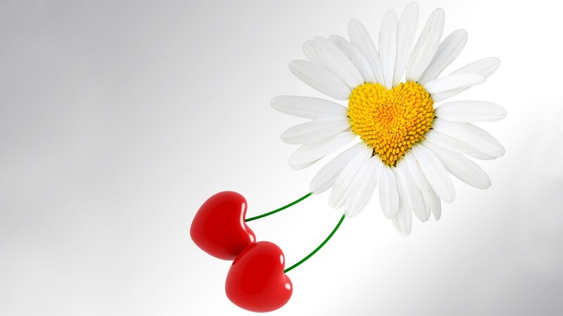 Daisy with Heart-shaped Center — White