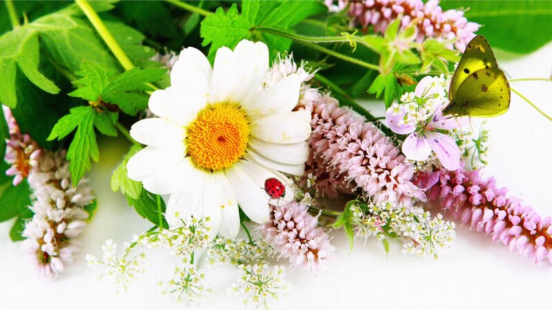 Daisy with Ladybug and Butterfly