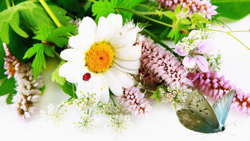 Daisy with Ladybug and Butterfly — White