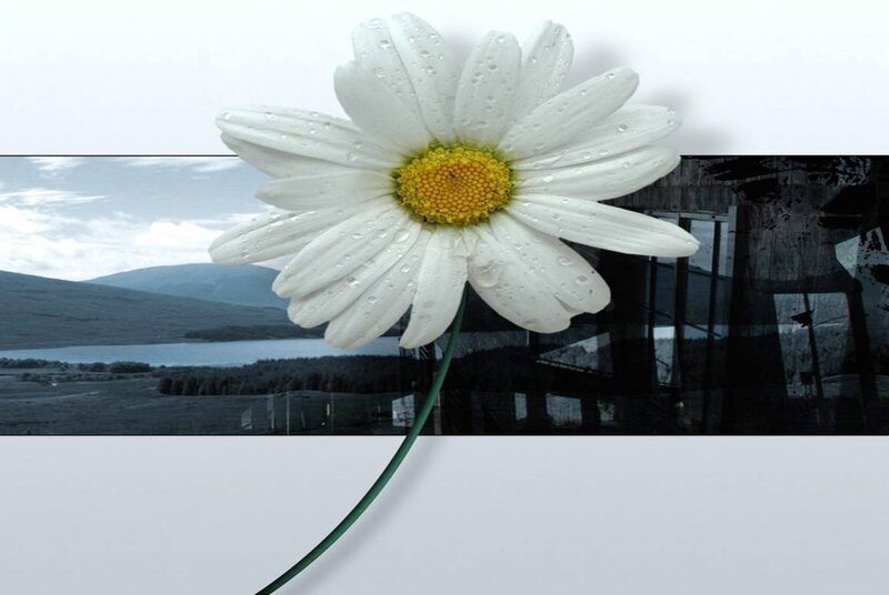 Daisy with landscape background