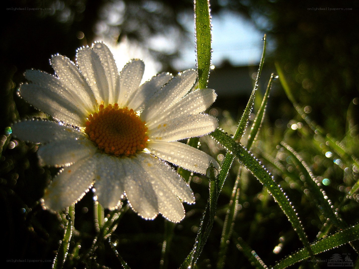 Daisy with morning dew