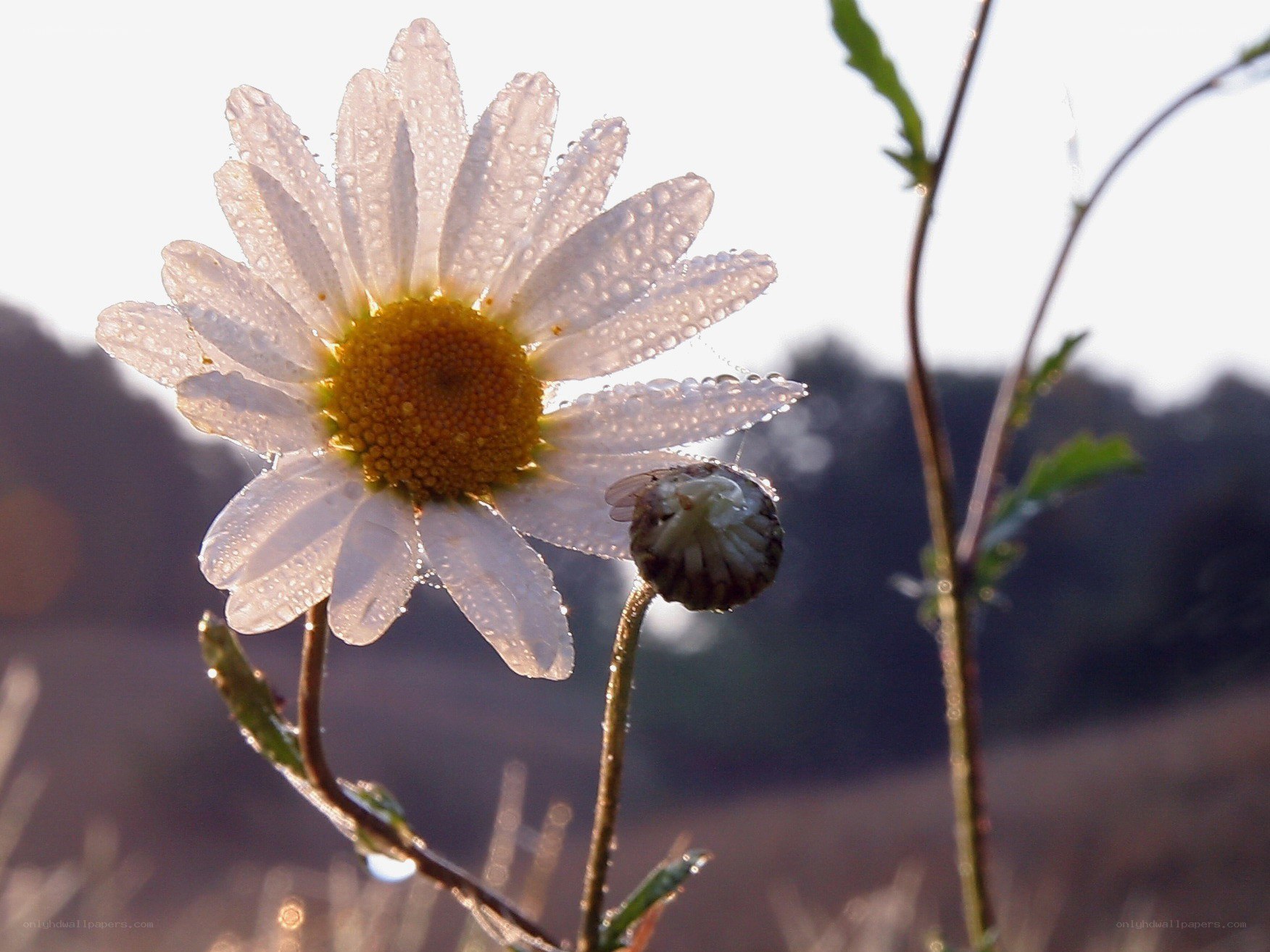 Daisy with morning dew