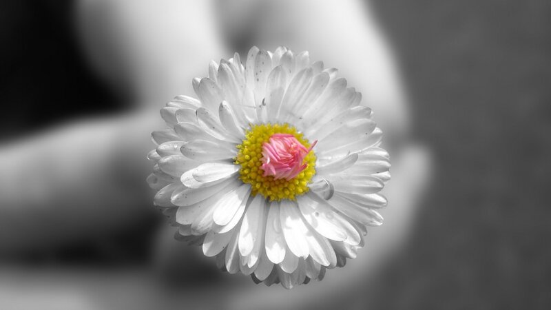 daisy with pink center
