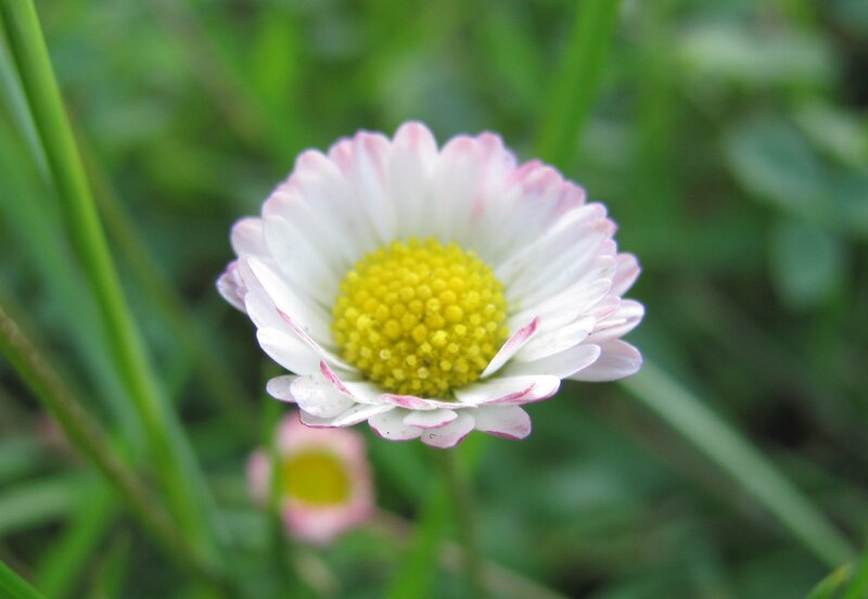 daisy with pink-tipped petals