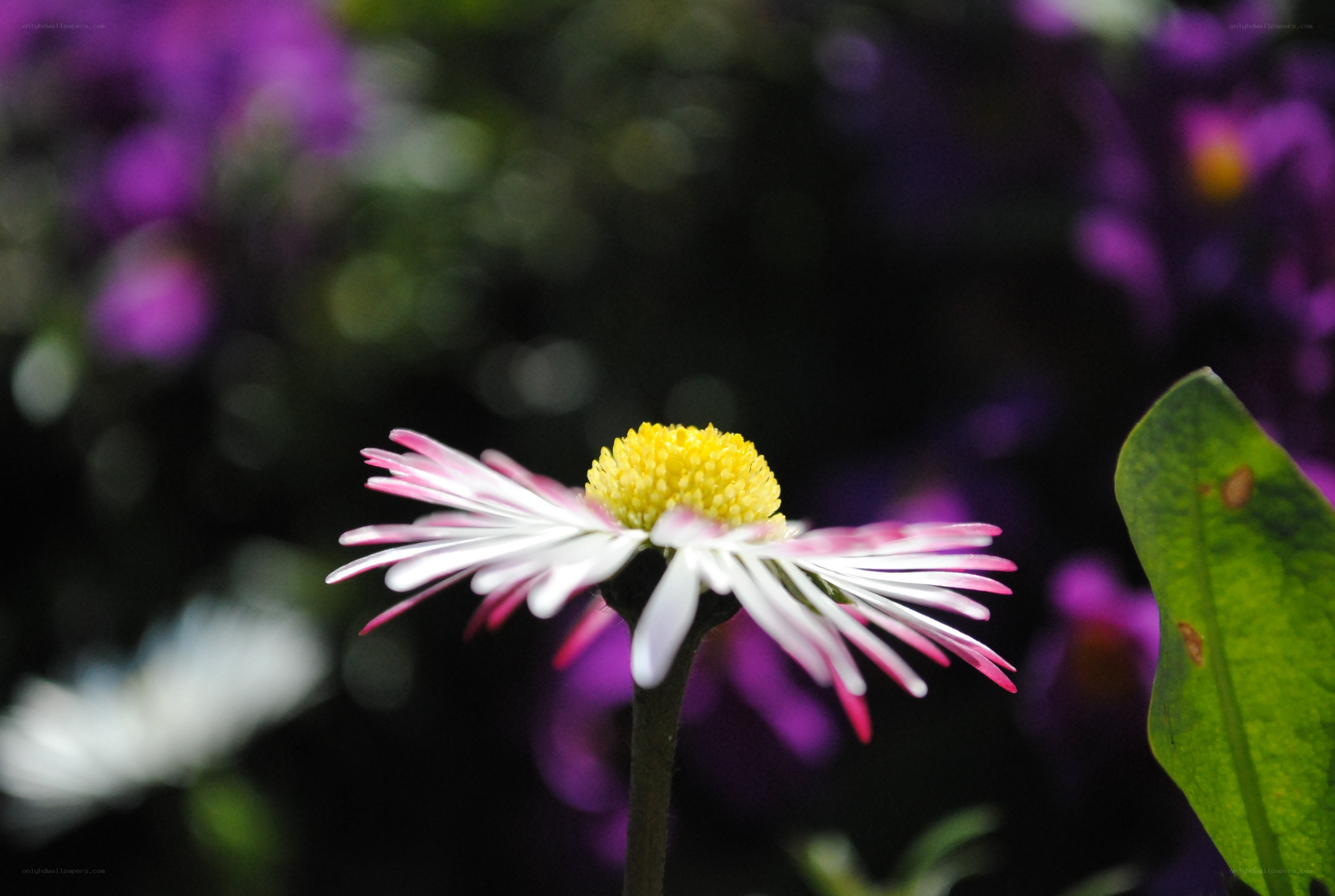 daisy with pink-tipped petals