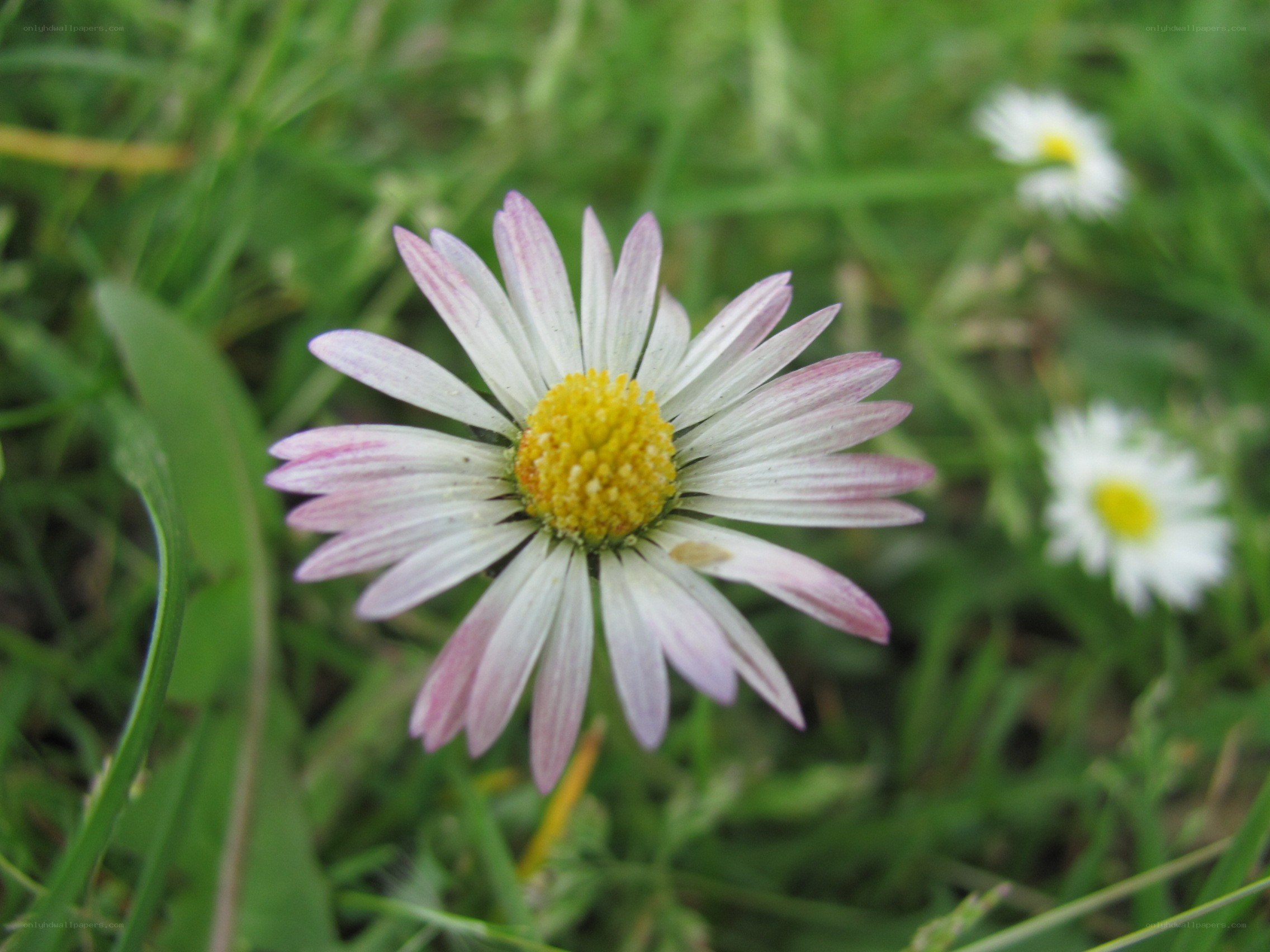 daisy with pink-tipped petals