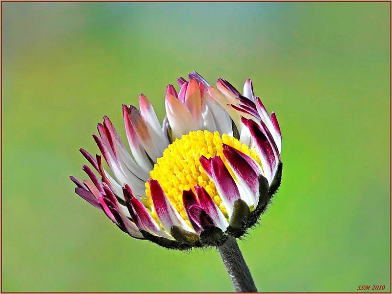 daisy with purple-tipped petals