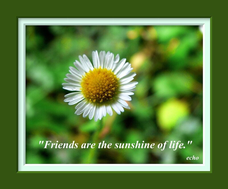 daisy with quote