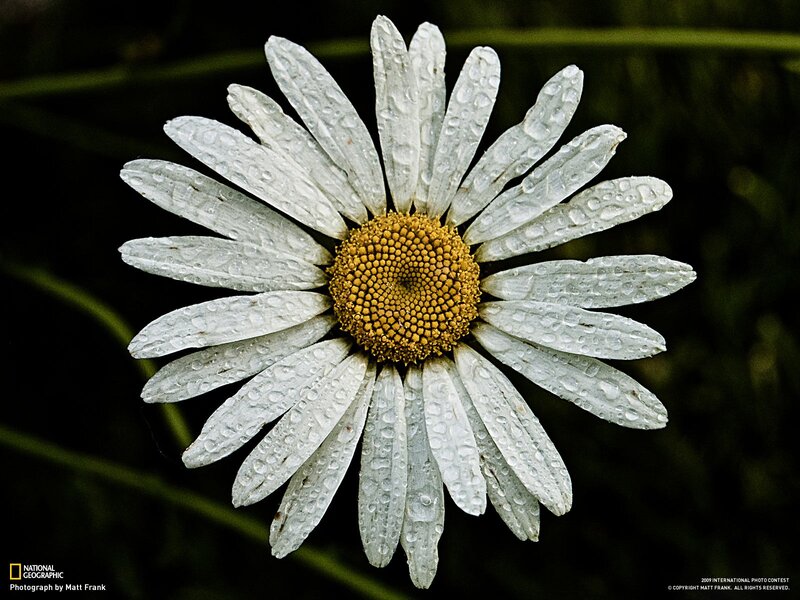 Daisy with raindrops