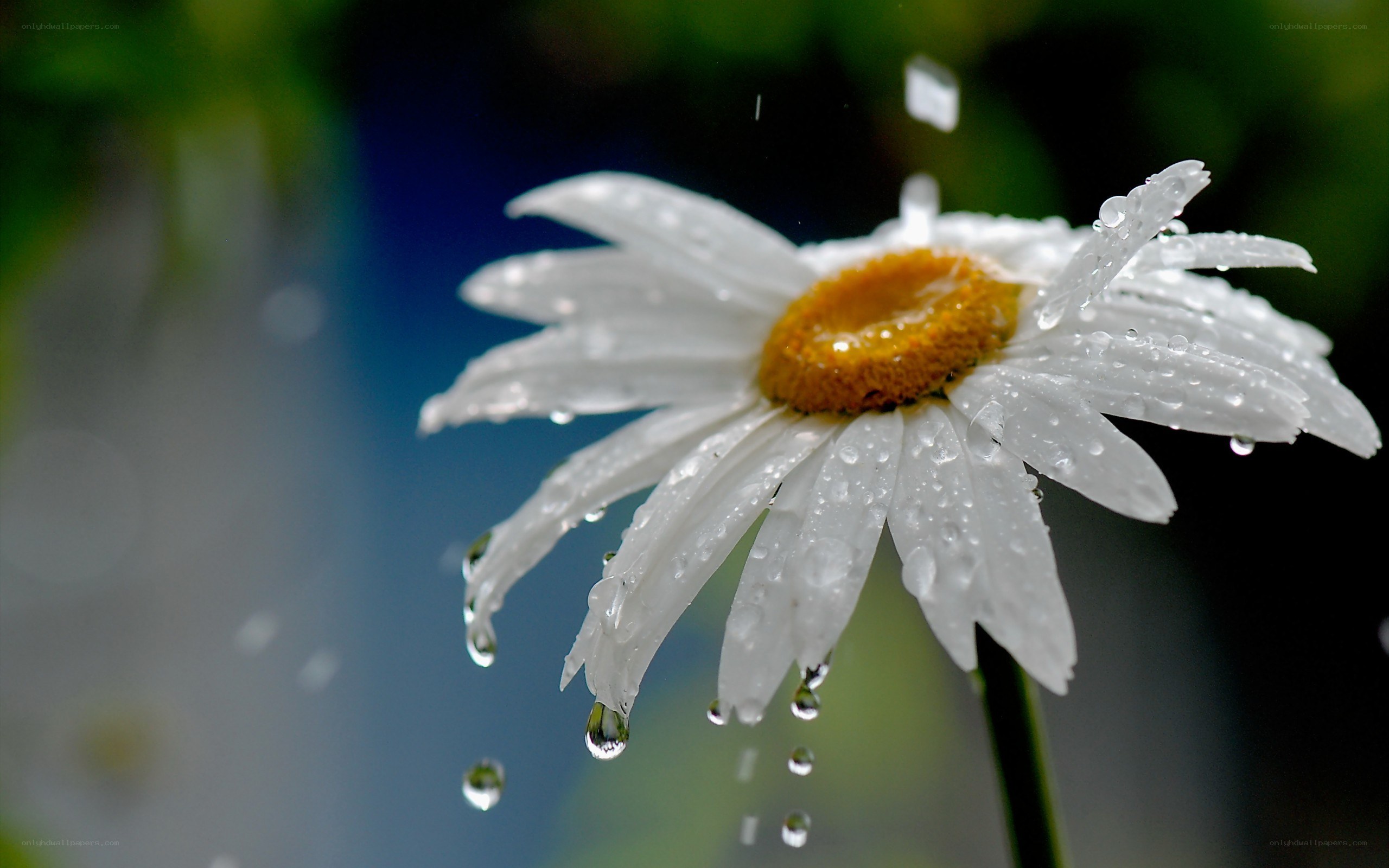 daisy with raindrops