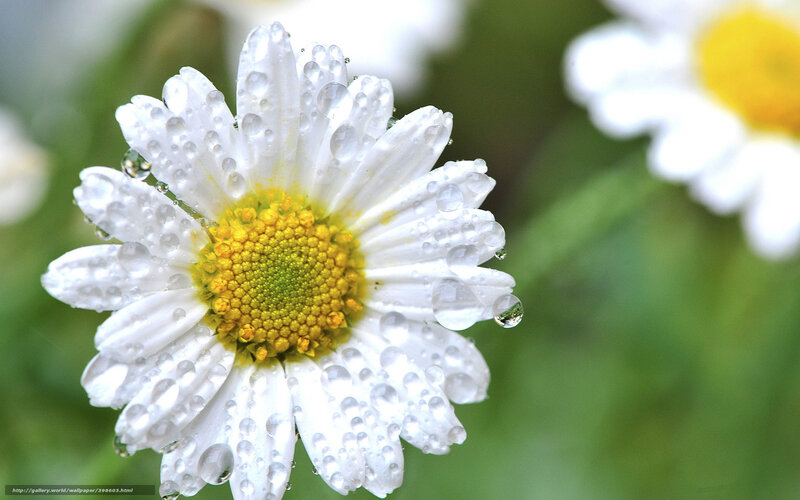 Daisy with raindrops