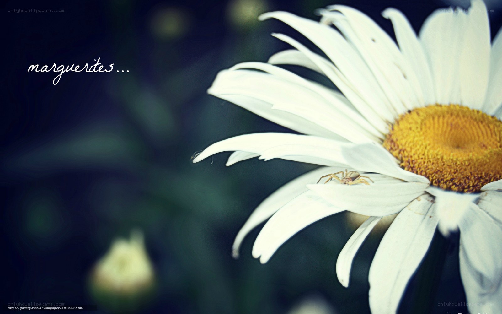 daisy with spider