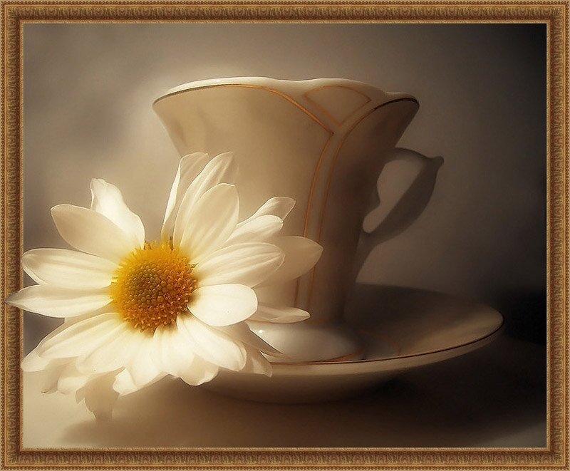 daisy with teacup
