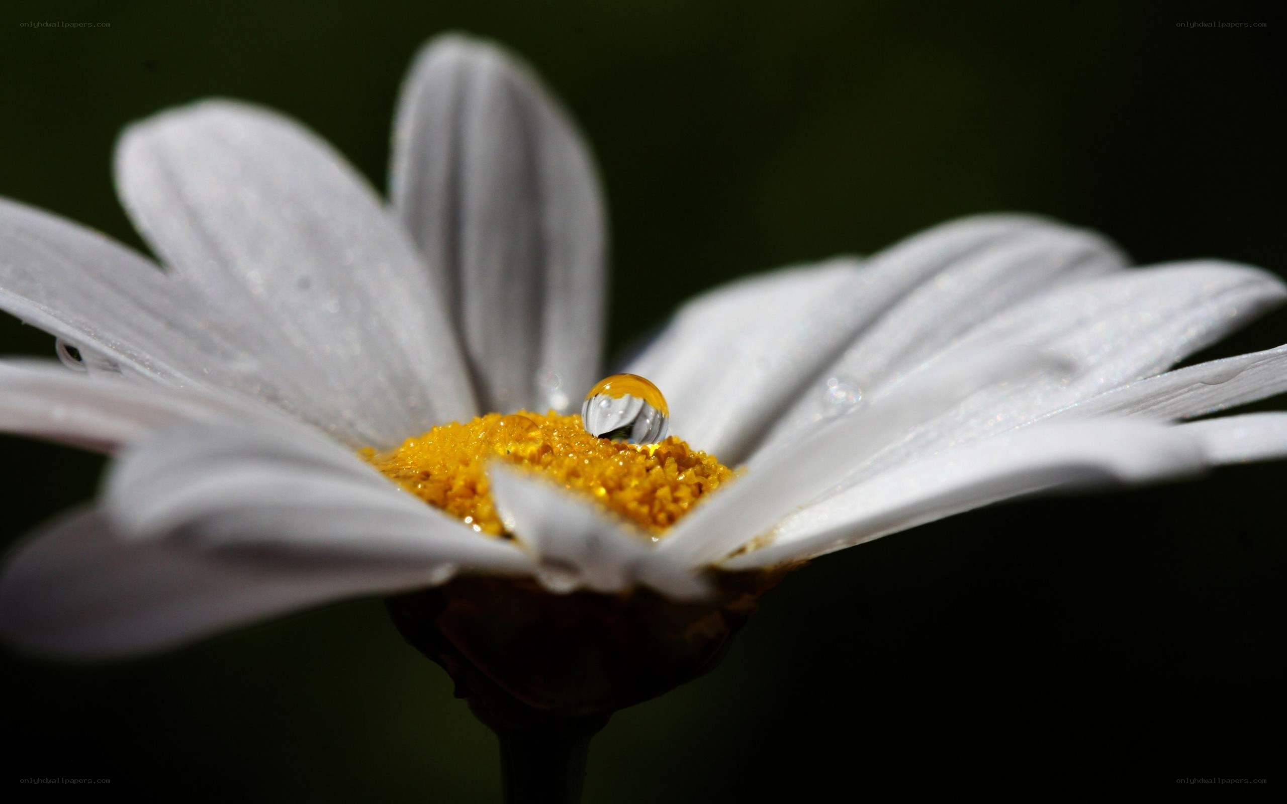 Daisy with water droplet