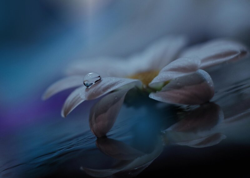 Daisy with Water Droplet — Blue, Serene, Night