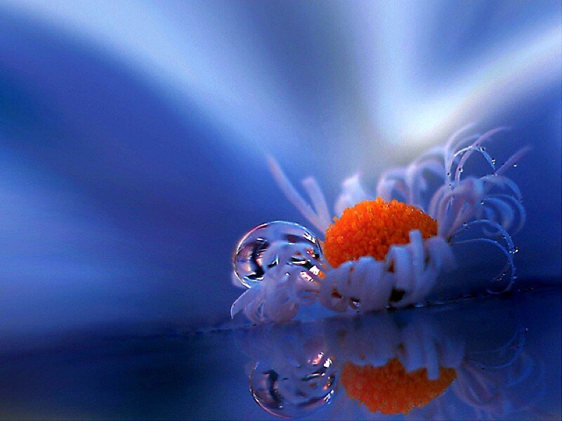 Daisy with Water Droplet — Blue, Serene, Photograph, Water Droplet
