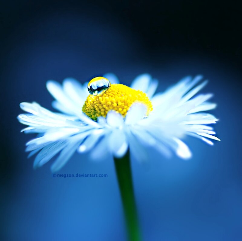 Daisy with Water Droplet — Blue, Serene