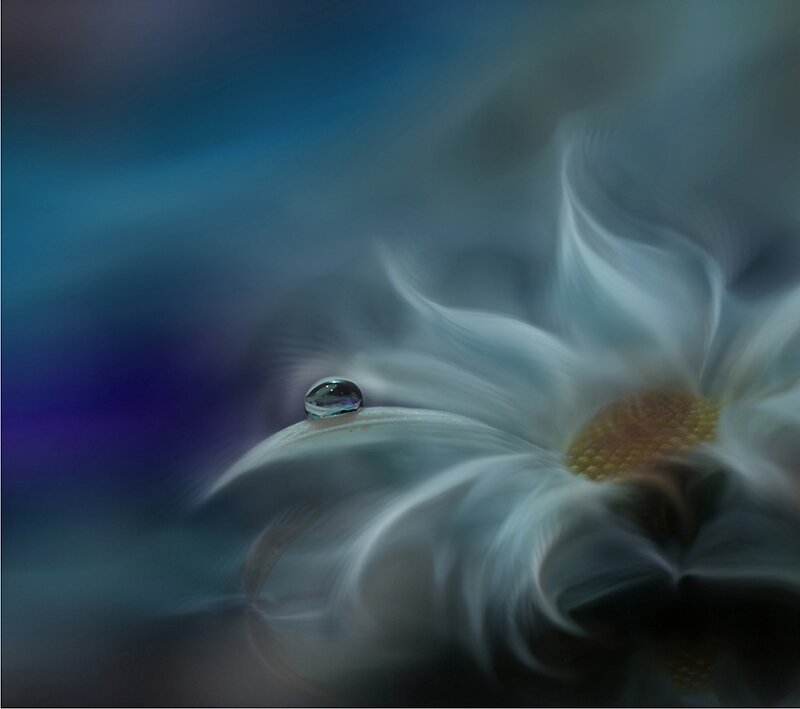 Daisy with Water Droplet — Blue