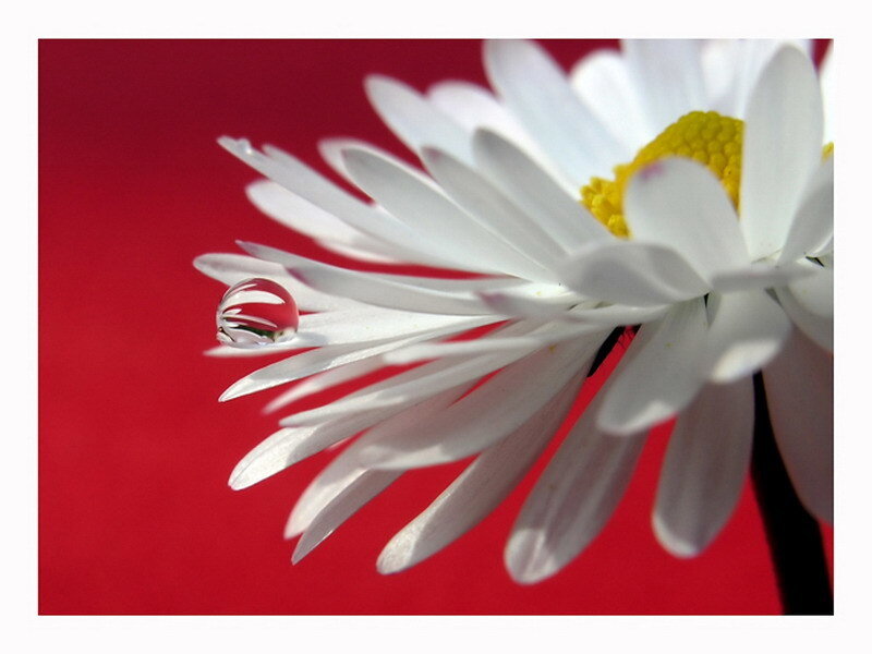 Daisy with Water Droplet — Red, Serene, Photograph, Water Droplet