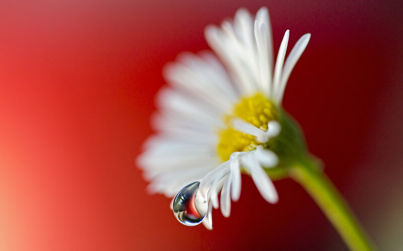 Daisy with Water Droplet — Red